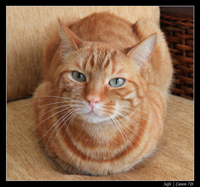 2011   03   50 ans Nono   006